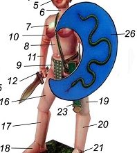 10974 amazonka amazzone fabrizio prudenziati iz bumagi razvertka shablon papercraft skachat besplatno mir bumazhnogo modelirovanija 1ebaefd.jpg