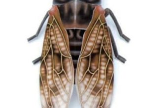 17641 cicada bolshaja korichnevaja cikada paper museum jp iz bumagi razvertka shablon papercraft skachat besplatno mir bumazhnogo modelirovanija bd5380f.jpg