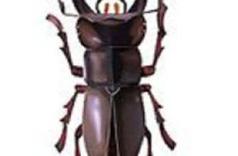 17643 stag beetle zhuk olen paper museum jp iz bumagi razvertka shablon papercraft skachat besplatno mir bumazhnogo modelirovanija 26490d0.jpg