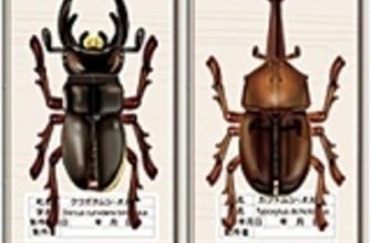 17644 beetles zhuk olen i zhuk allomyrina dichotoma paper museum jp iz bumagi razvertka shablon papercraft skachat besplatno mir bumazhnogo model 7ea5f61.jpg