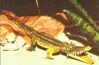 17777 krokodil abc 1978 10 iz bumagi razvertka shablon papercraft skachat besplatno mir bumazhnogo modelirovanija 6b831e4.jpg