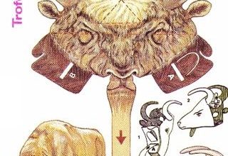 17780 hlava zubra trofej abc 1978 15 iz bumagi razvertka shablon papercraft skachat besplatno mir bumazhnogo modelirovanija 1776aa7.jpg