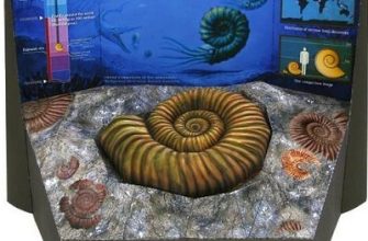 9547 ammonite fossil canon iz bumagi razvertka shablon papercraft skachat besplatno mir bumazhnogo modelirovanija 4bbb572.jpg