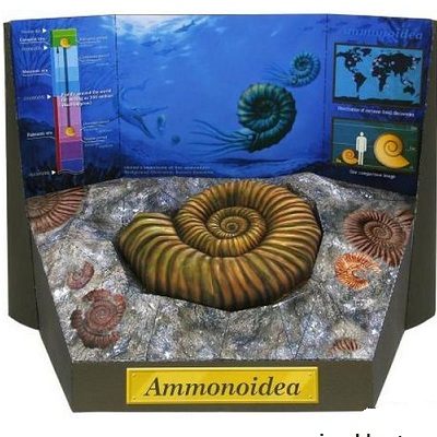 9547 ammonite fossil canon iz bumagi razvertka shablon papercraft skachat besplatno mir bumazhnogo modelirovanija 4bbb572.jpg